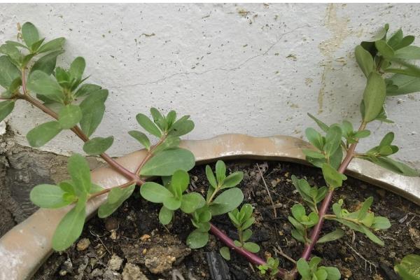 马齿苋有什么寓意，代表永结同心、顽强坚韧等含义