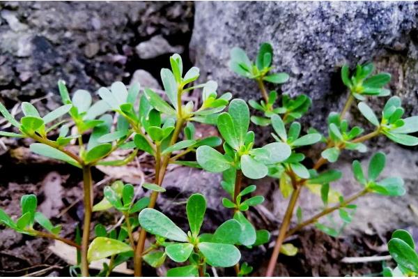 马齿苋有什么寓意，代表永结同心、顽强坚韧等含义