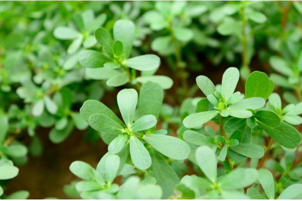 马齿苋有什么寓意，代表永结同心、顽强坚韧等含义