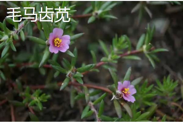 马齿苋有什么寓意，代表永结同心、顽强坚韧等含义