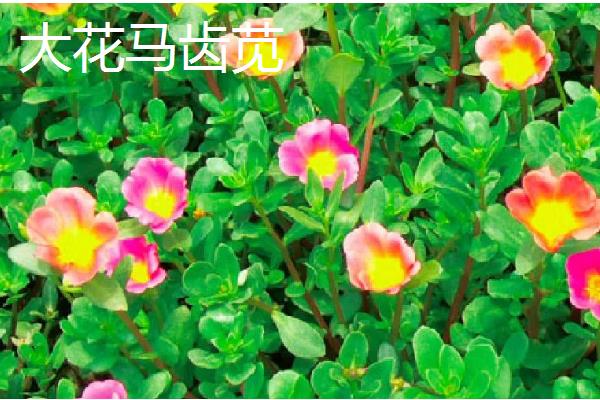 马齿苋有什么寓意，代表永结同心、顽强坚韧等含义