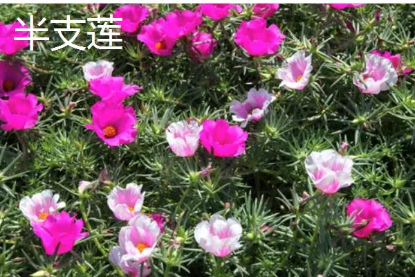 马齿苋有什么寓意，代表永结同心、顽强坚韧等含义