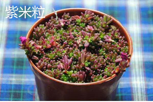 马齿苋有什么寓意，代表永结同心、顽强坚韧等含义