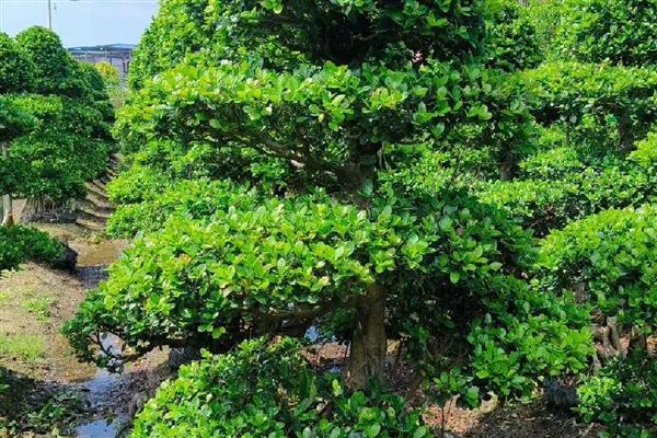 榕树冻了能不能恢复，根系未死亡就能渐渐恢复生长