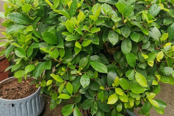 榕树冻了能不能恢复，根系未死亡就能渐渐恢复生长