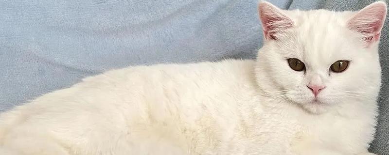 为什么猫咪大热天钻被子，是猫咪的天性