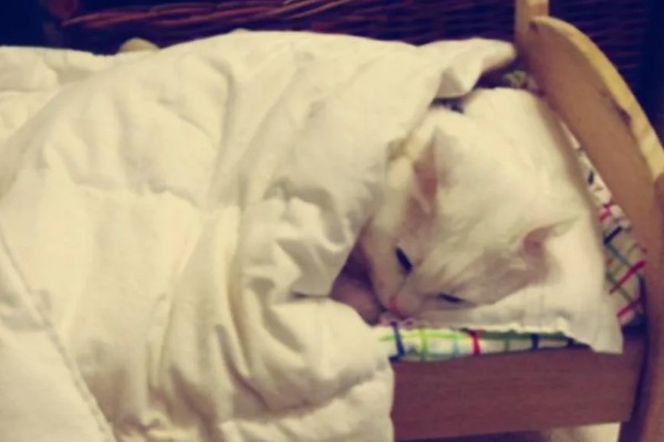 为什么猫咪大热天钻被子，是猫咪的天性