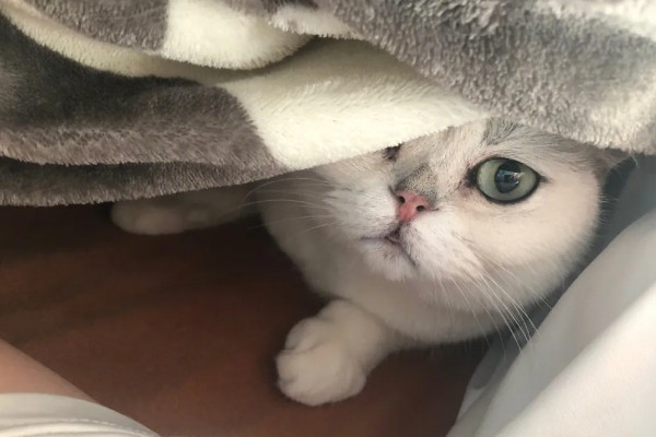 为什么猫咪大热天钻被子，是猫咪的天性