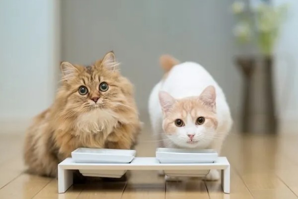 为什么猫咪大热天钻被子，是猫咪的天性