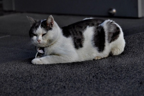 为什么猫咪大热天钻被子，是猫咪的天性