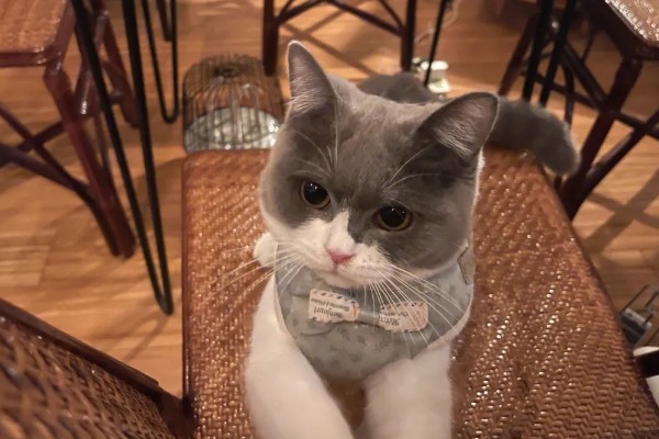 为什么猫咪大热天钻被子，是猫咪的天性