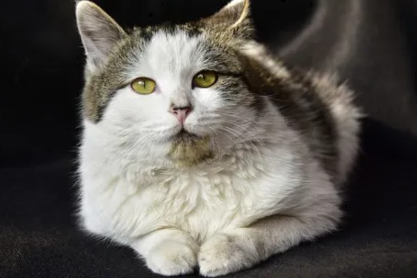 为什么猫咪大热天钻被子，是猫咪的天性