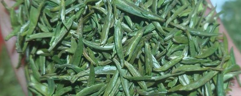 毛尖是不是绿茶，毛尖是绿茶