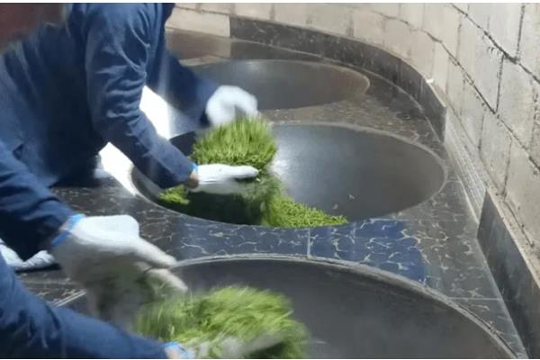 毛尖是不是绿茶，毛尖是绿茶