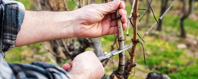 葡萄立春前后怎样剪枝，应选在每年的3-5月份进行