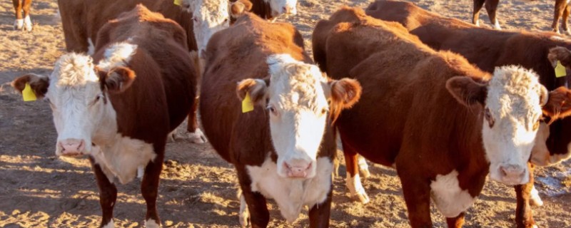 养牛全部喂青草可以吗，是不可行的