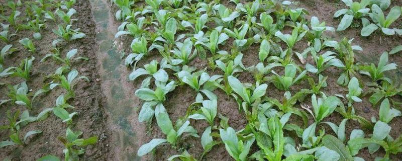 油麦菜如何选种，推荐四季香妃、四季油麦菜等