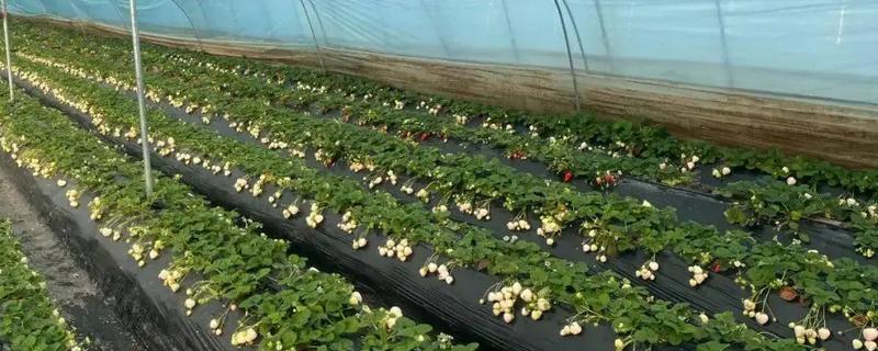 草莓灌根的方法，可选择在移栽10天后进行