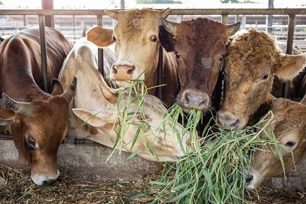 养牛全部喂青草可以吗，是不可行的