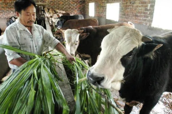 养牛全部喂青草可以吗，是不可行的