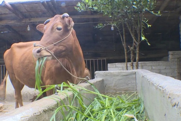 养牛全部喂青草可以吗，是不可行的