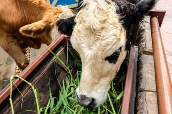 养牛全部喂青草可以吗，是不可行的