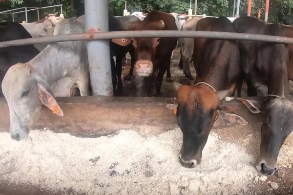 养牛全部喂青草可以吗，是不可行的