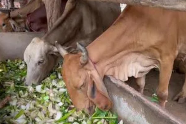 养牛全部喂青草可以吗，是不可行的