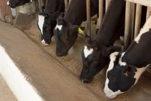 养牛全部喂青草可以吗，是不可行的