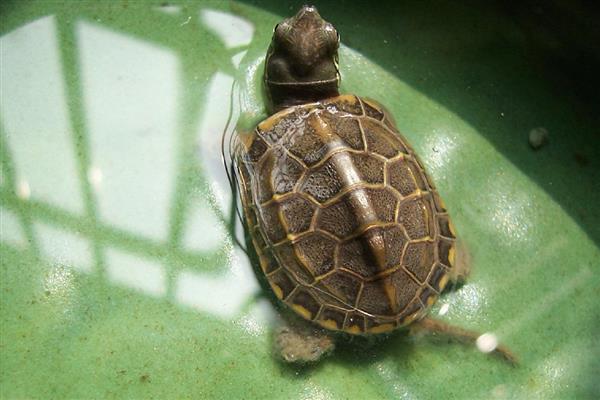 乌龟感冒了怎么办,需要立即提升水温