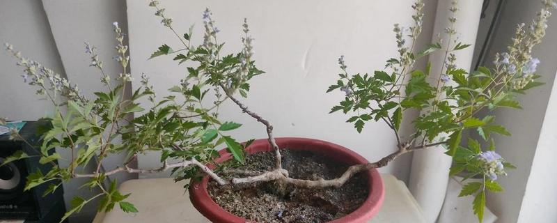 黄荆生桩需要泡水多久才可以上盆，根据新鲜程度来决定