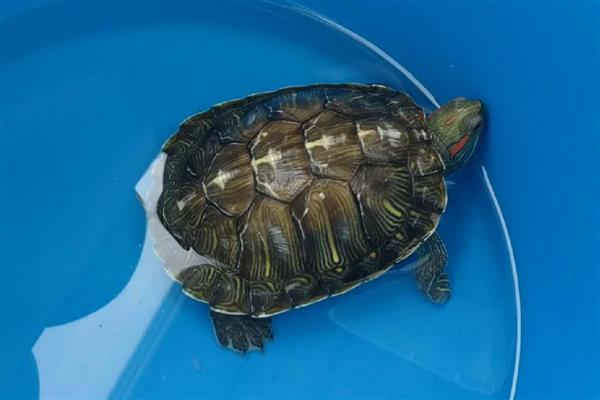 乌龟感冒了怎么办,需要立即提升水温