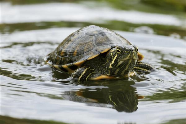 乌龟感冒了怎么办,需要立即提升水温