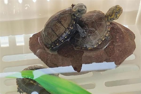 乌龟感冒了怎么办,需要立即提升水温