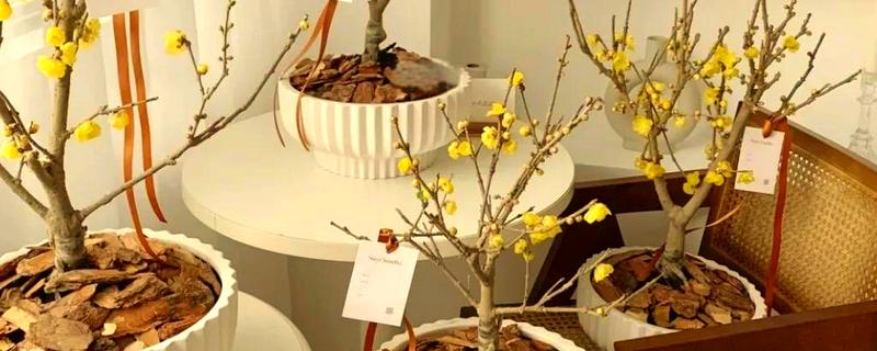 蜡梅怎么繁殖，可分株繁殖、播种繁殖或嫁接繁殖