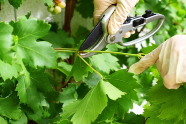 葡萄立春前后怎样剪枝，应选在每年的3-5月份进行