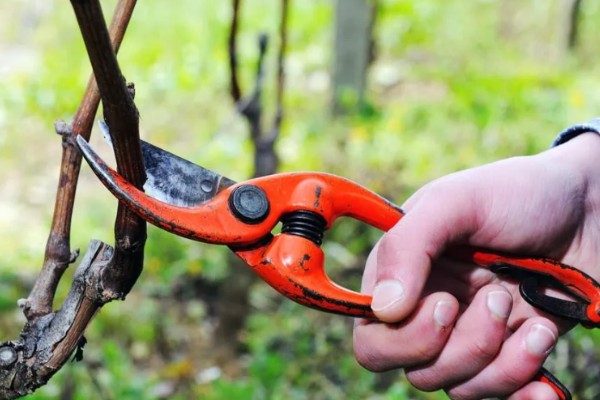 葡萄立春前后怎样剪枝，应选在每年的3-5月份进行