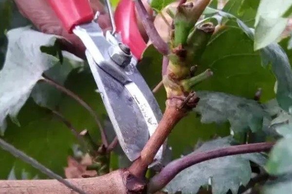 葡萄立春前后怎样剪枝，应选在每年的3-5月份进行