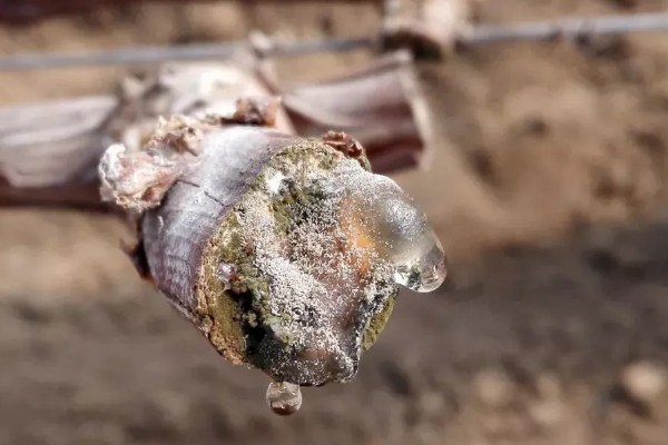 葡萄立春前后怎样剪枝，应选在每年的3-5月份进行