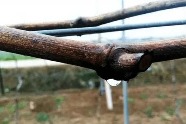 葡萄立春前后怎样剪枝，应选在每年的3-5月份进行