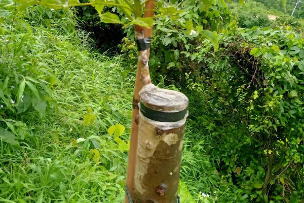 黑榄树的正确嫁接方法，把接穗底部削成斜口再插入砧木中