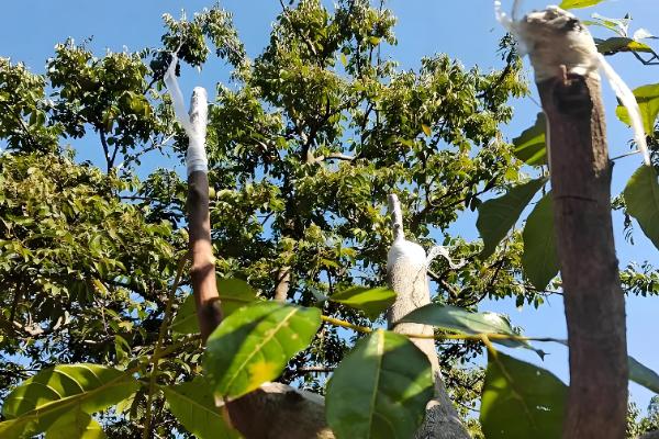 黑榄树的正确嫁接方法，把接穗底部削成斜口再插入砧木中
