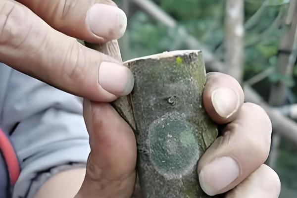 黑榄树的正确嫁接方法，把接穗底部削成斜口再插入砧木中