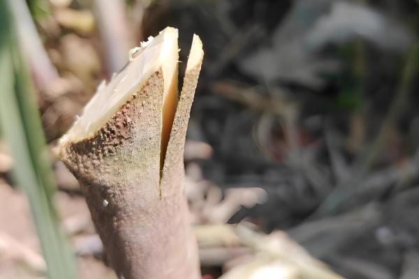 黑榄树的正确嫁接方法，把接穗底部削成斜口再插入砧木中