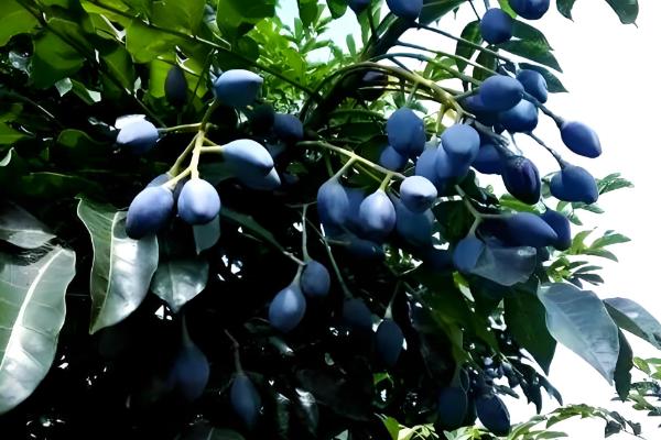 黑榄树的正确嫁接方法，把接穗底部削成斜口再插入砧木中