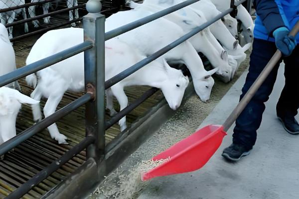 山羊的食物,包括牧草、菜叶、作物秸秆等类型