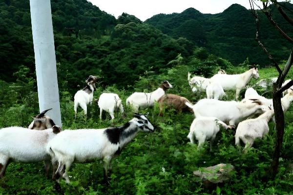 山羊的食物,包括牧草、菜叶、作物秸秆等类型
