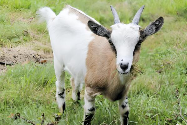 山羊的食物,包括牧草、菜叶、作物秸秆等类型