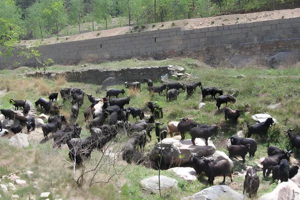山羊的食物,包括牧草、菜叶、作物秸秆等类型