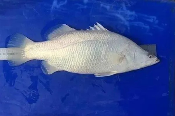 白斑撒旦鲈好不好养，饲养起来难度一般